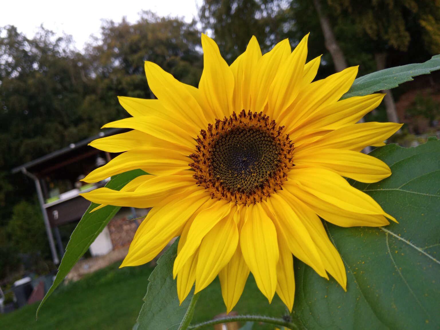 Sonnenblume