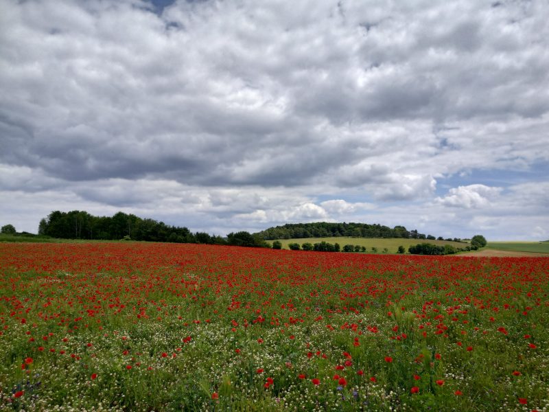 Mohnwiese